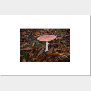 Fly agaric, Amanita muscaria Posters and Art